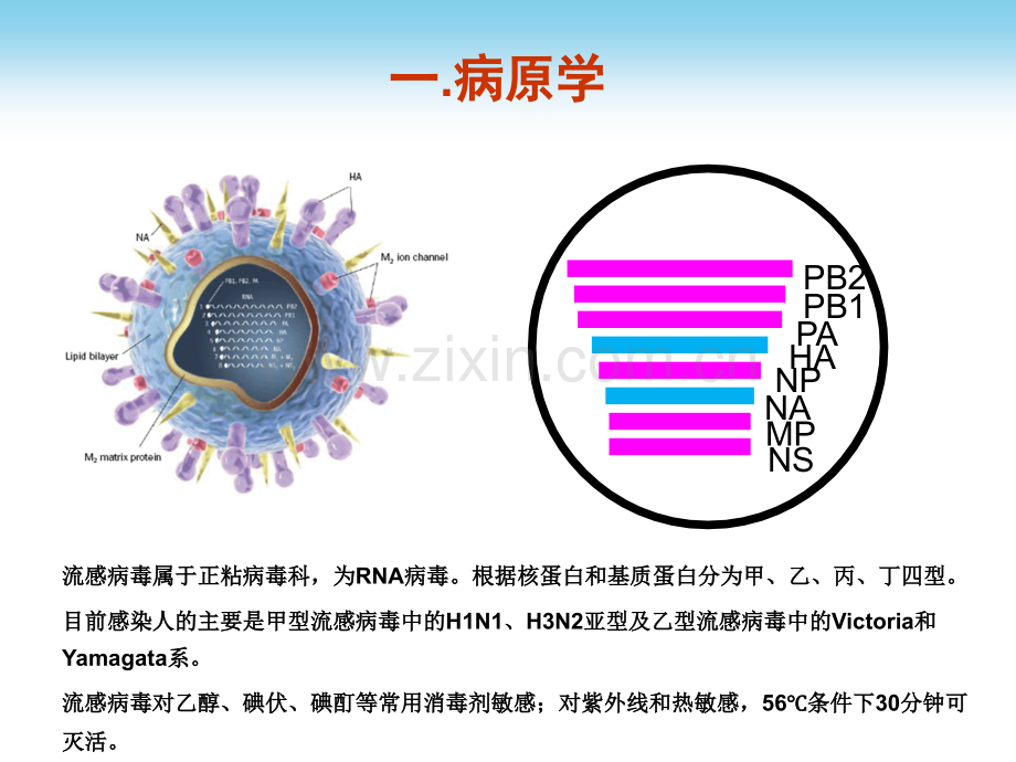 2018年流行性感冒诊疗方案及流程.pptx_第3页