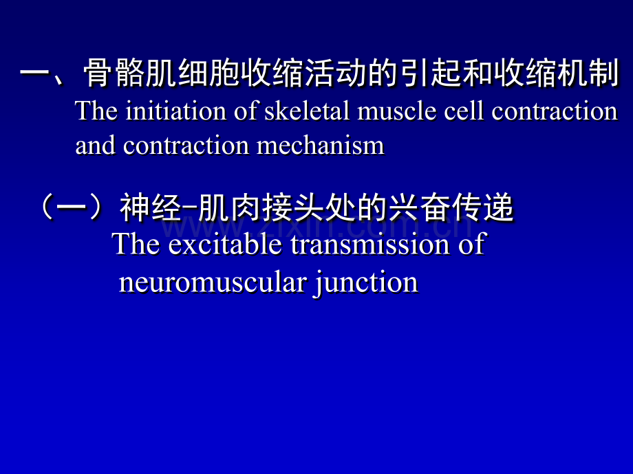 生理学——骨骼肌的收缩功能.ppt_第2页