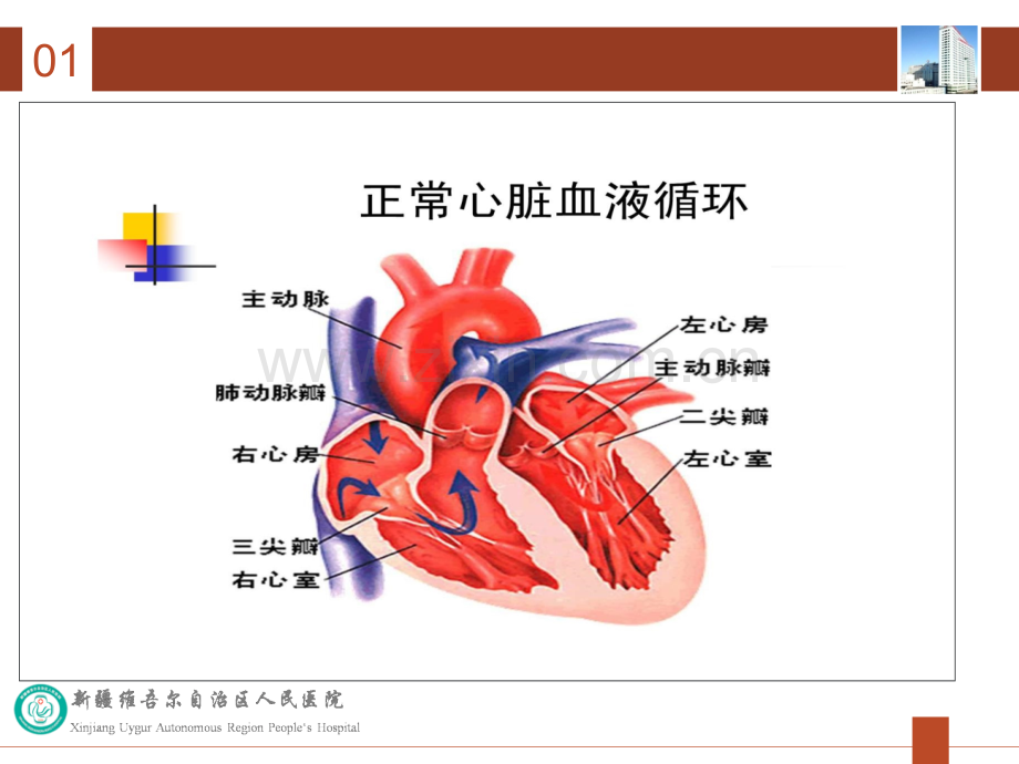 心脏瓣膜病病人的护理.ppt_第3页