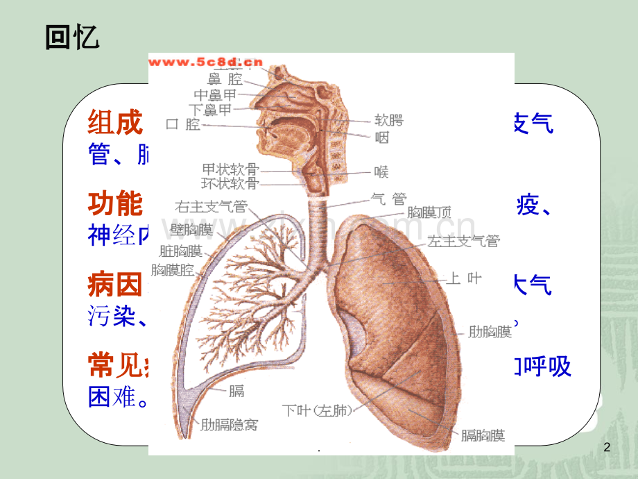 呼吸系统常见症状护理、结构功能、护理常规.ppt_第2页