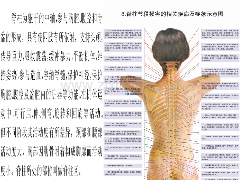 脊柱健康与中医养生.pptx_第2页