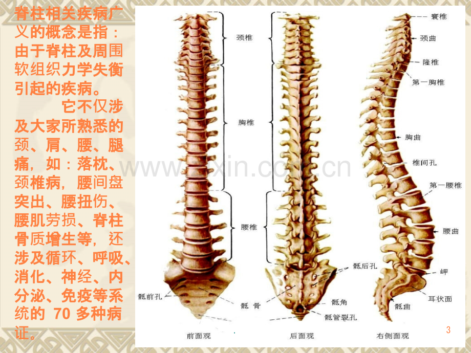 脊柱健康与中医养生.pptx_第3页