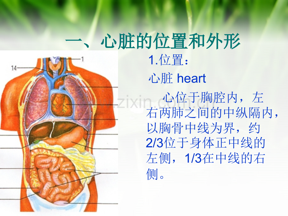 心脏电学.ppt_第3页