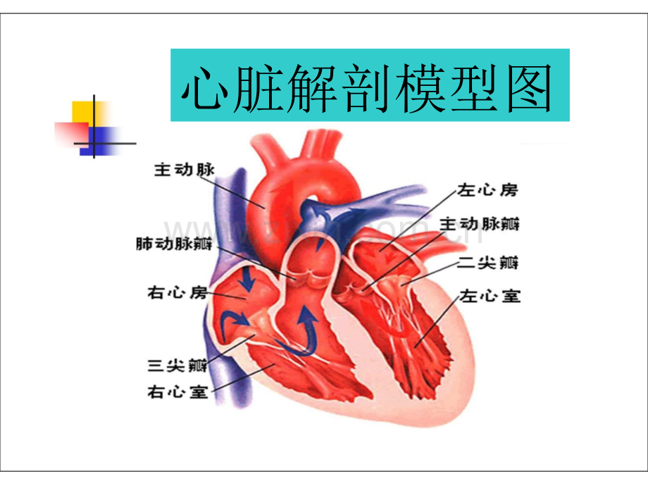 心脏瓣膜病新.ppt_第3页