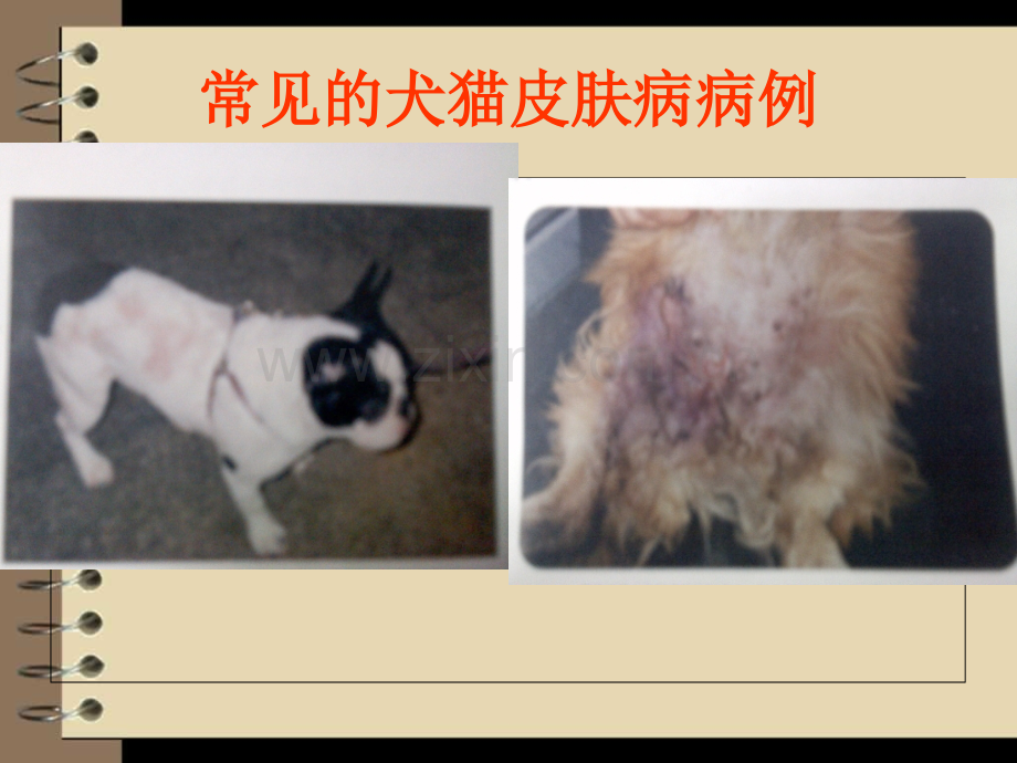 犬猫皮肤病的类型及诊断方法【动医11-2第一组】.ppt_第2页