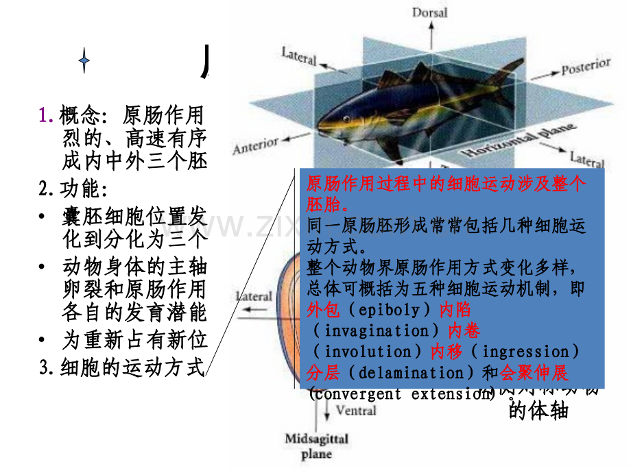 发育生物学第四章原肠作用.ppt_第2页