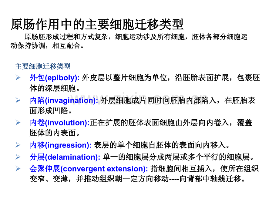 发育生物学第四章原肠作用.ppt_第3页