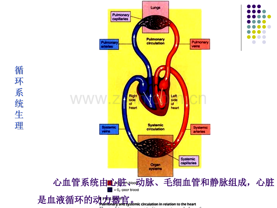 生理学课件-循环(人卫第七版)(本).ppt_第2页