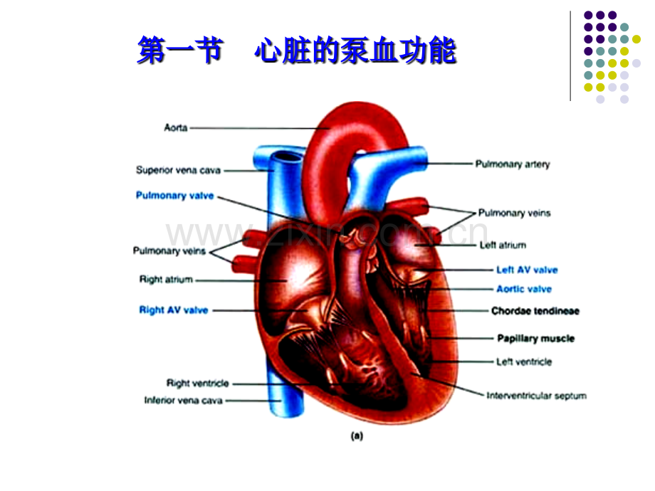 生理学课件-循环(人卫第七版)(本).ppt_第3页