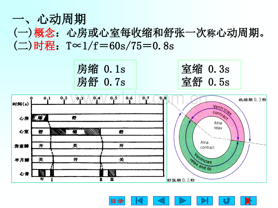 生理学课件-血液循环-ppt.ppt_第3页