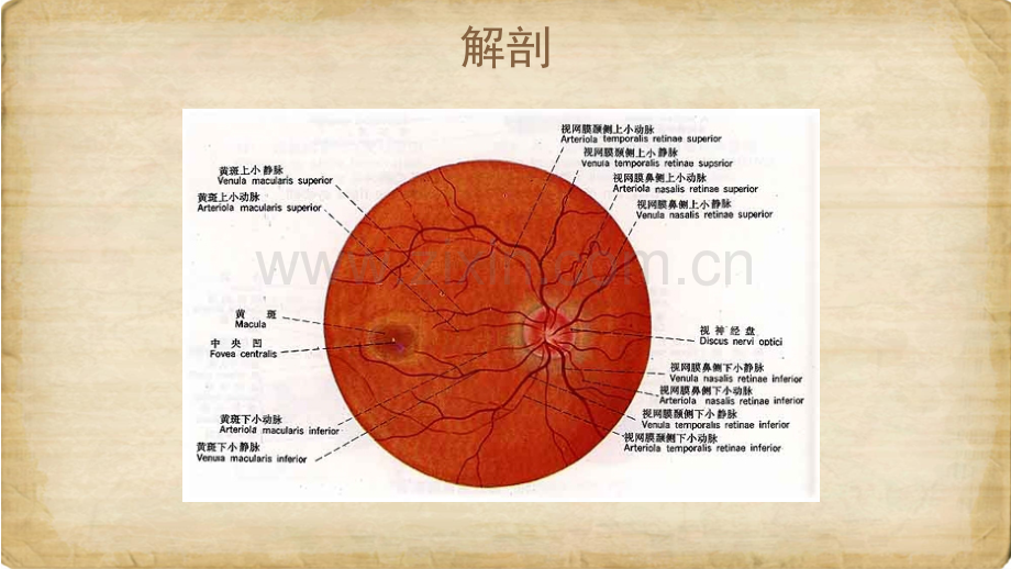 眼底病图谱.pptx_第2页