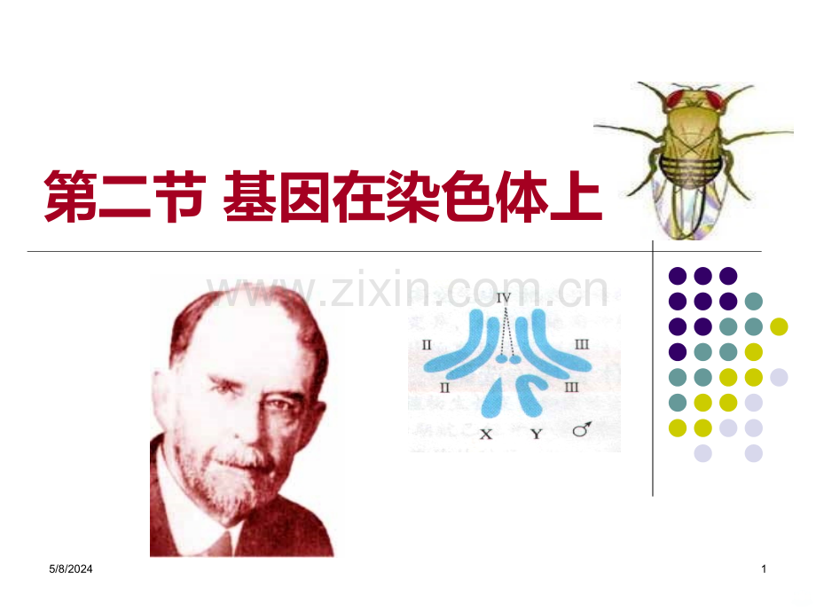 基因在染色体上.ppt_第1页