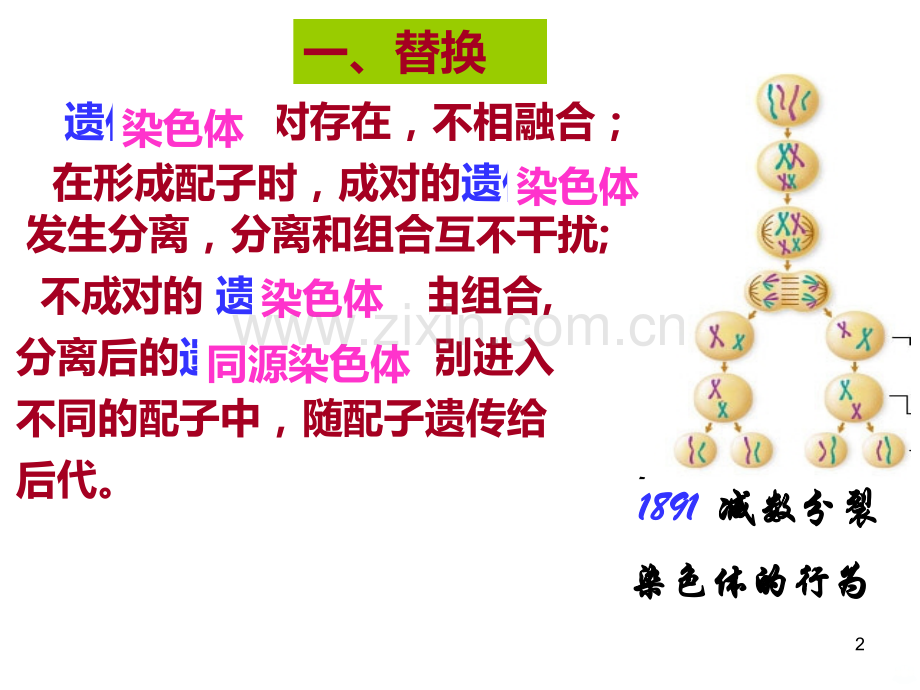 基因在染色体上.ppt_第2页