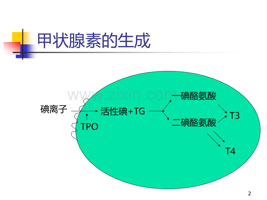 甲状腺自身抗体的临床意义.ppt_第2页