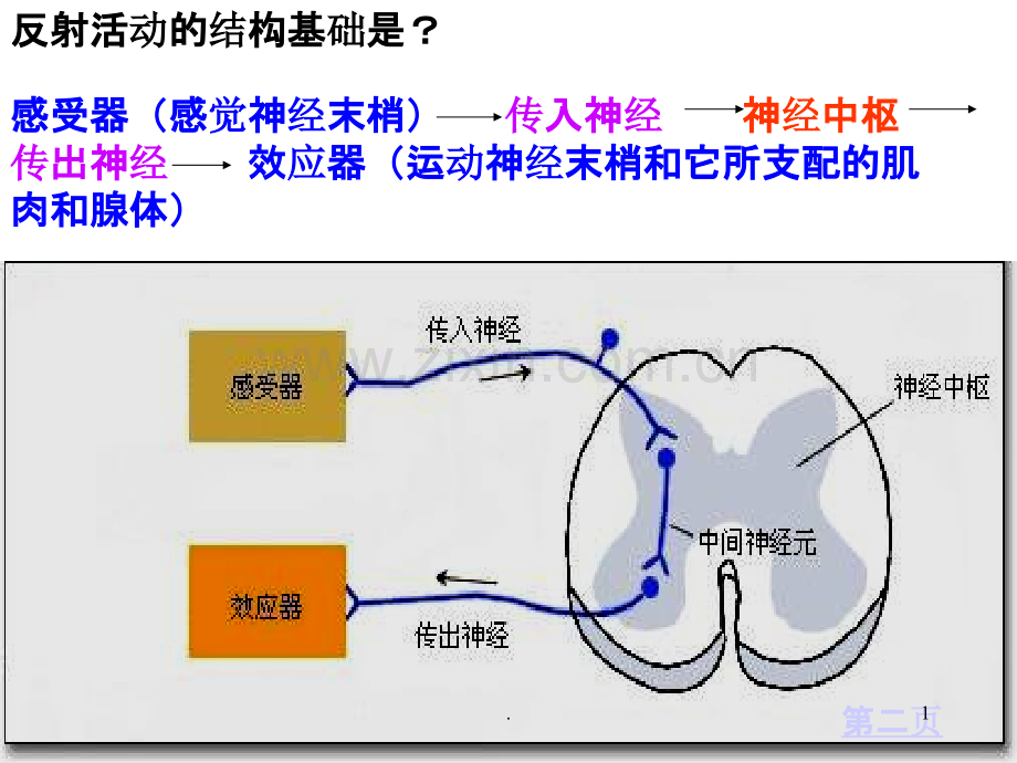 反射活动的结构基础是.ppt_第1页