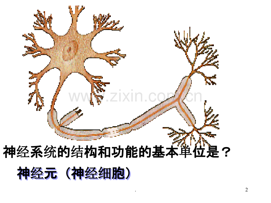 反射活动的结构基础是.ppt_第2页