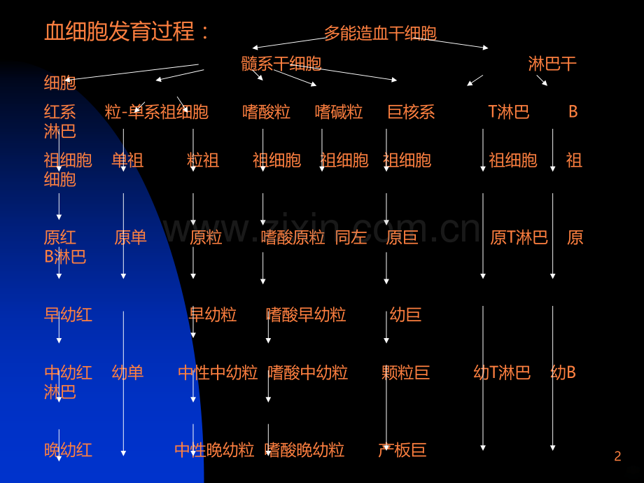 骨髓细胞形态.ppt_第2页