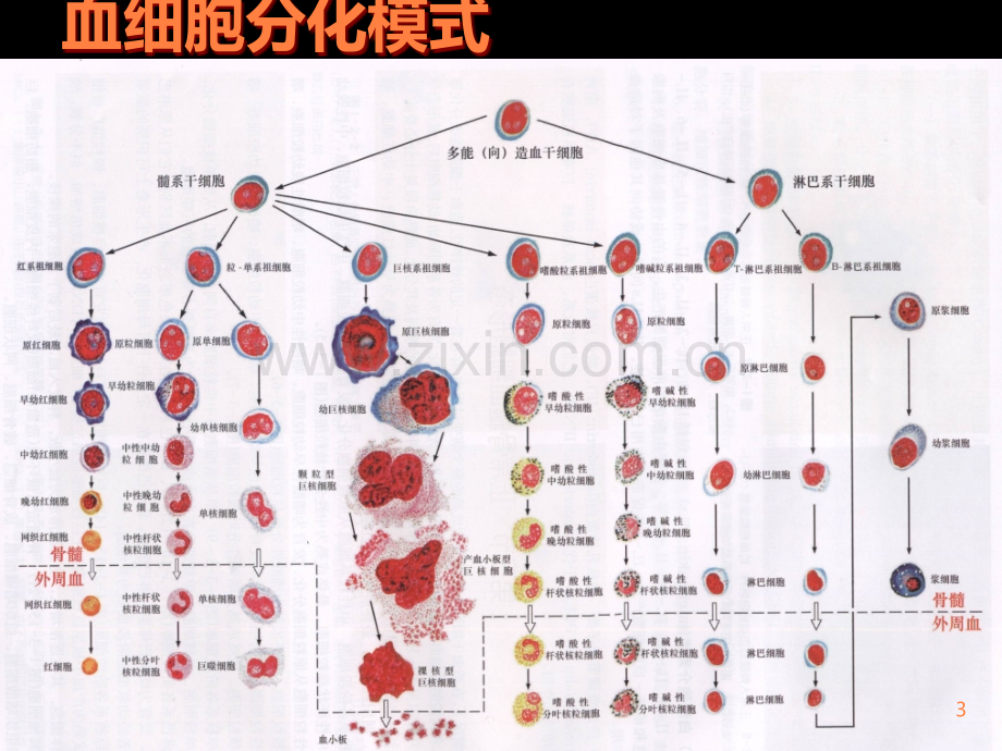 骨髓细胞形态.ppt_第3页