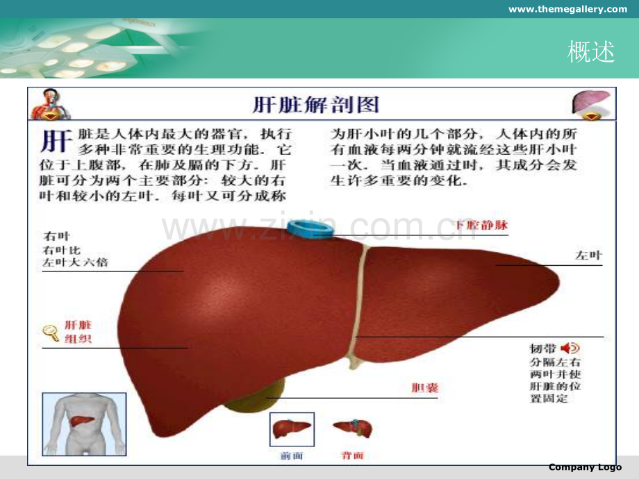 肝脏的解剖和手术配合.ppt_第3页