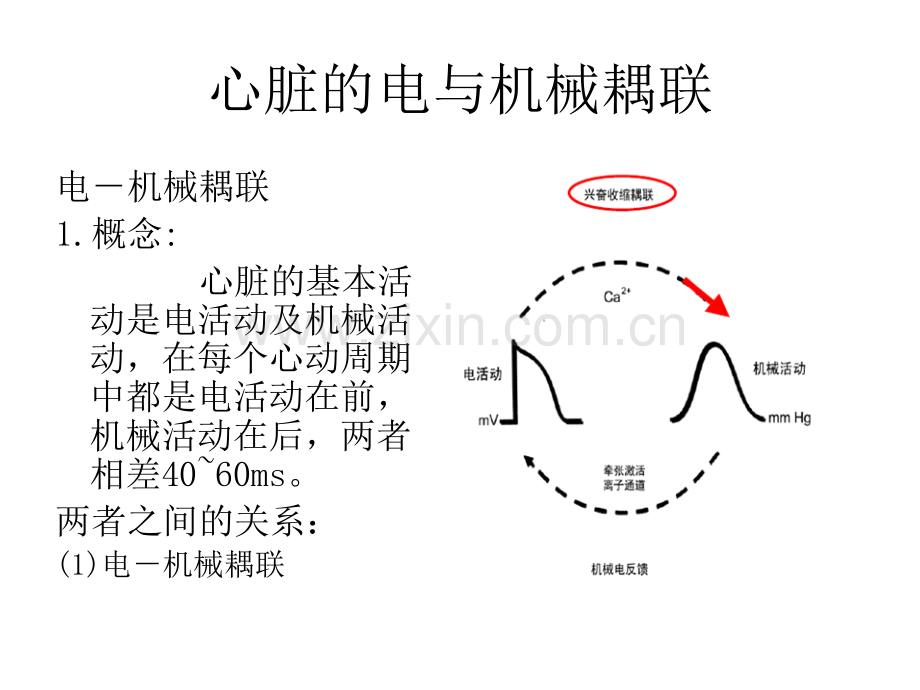 心脏电、机械偶联与起搏基础.pptx_第2页