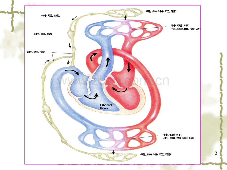 生理学PPT血液循环大全.ppt_第3页