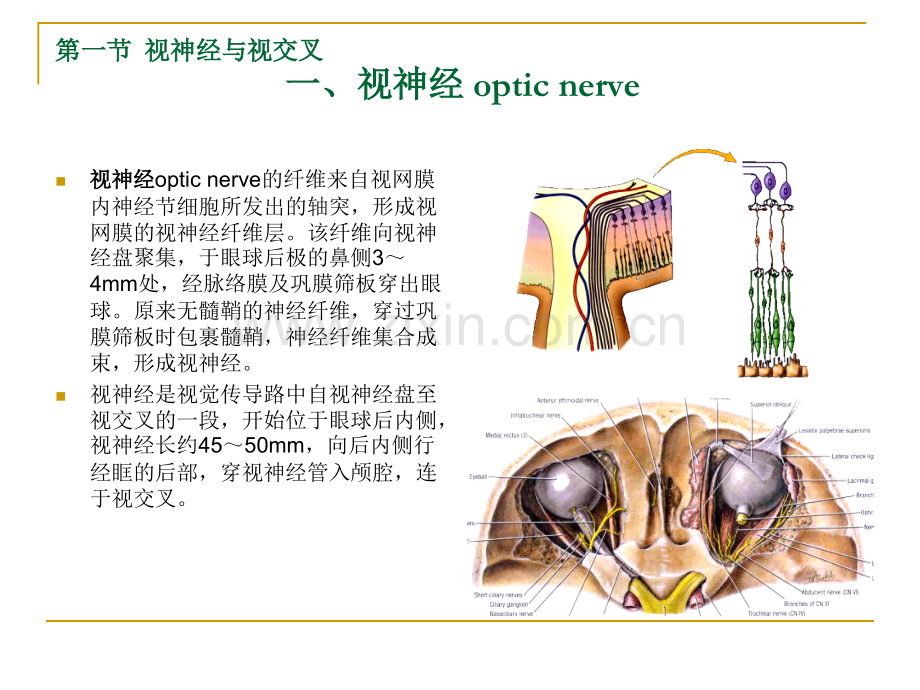 颅脑局部显微解剖.ppt_第2页