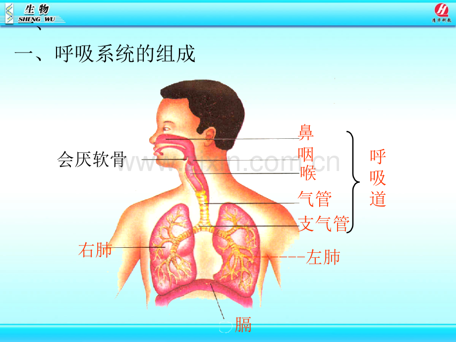 呼吸道对空气的处理课件.ppt_第3页