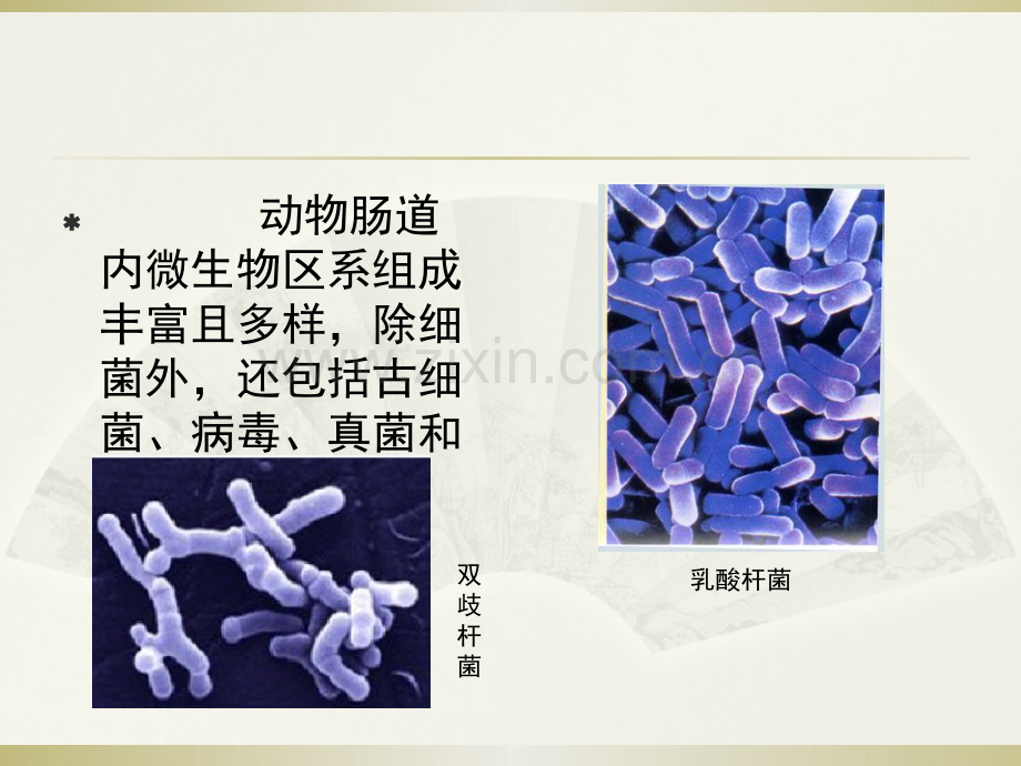 肠道微生物.ppt_第2页