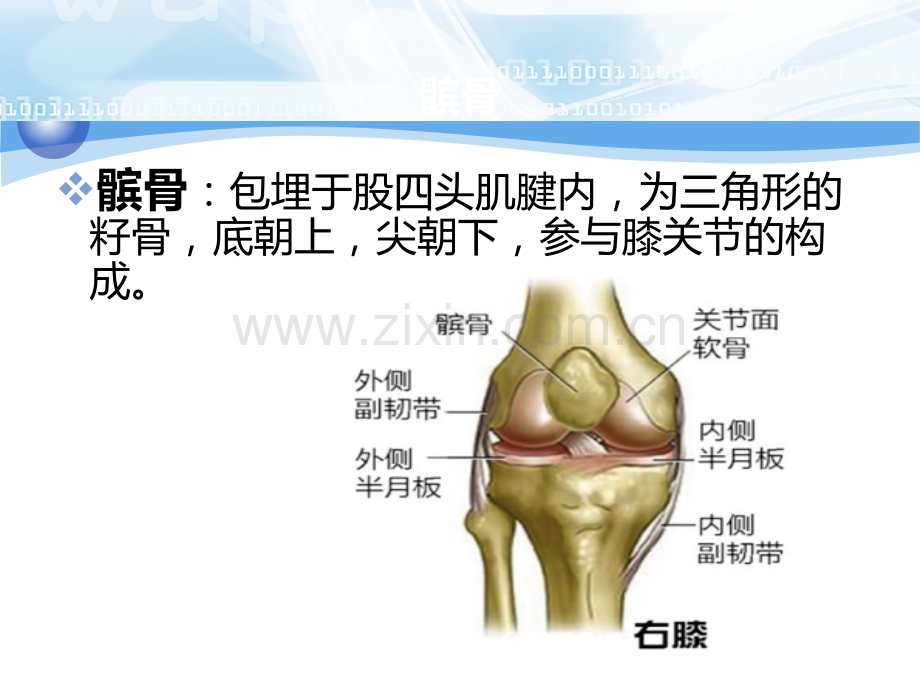 髌骨骨折护理查房演示课件.ppt_第2页