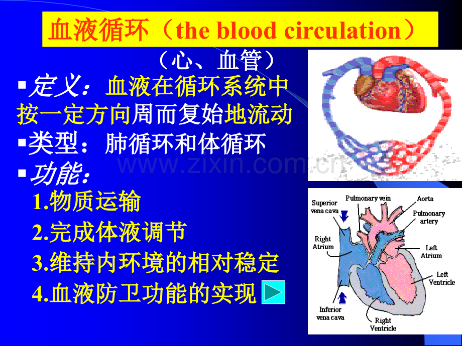 4血液循环1.ppt_第1页