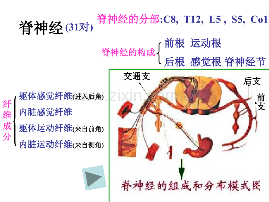 脊神经-人体解剖学课件.ppt_第2页