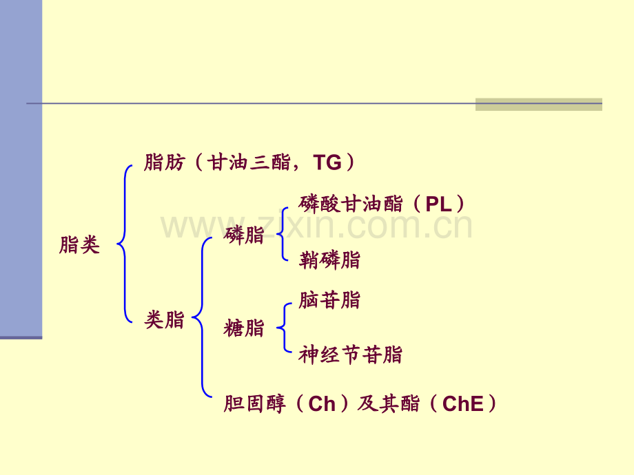 2019精选医学第七章脂代谢..ppt_第3页