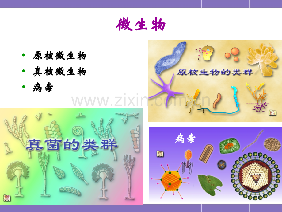 《微生物学》教学课件PPT-微生物1.ppt_第2页