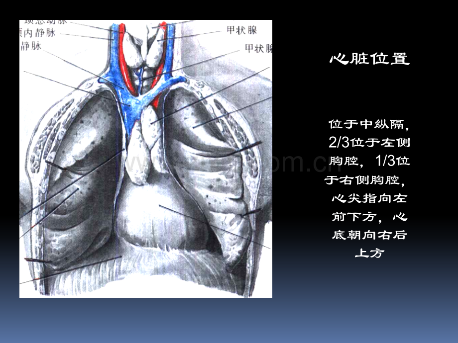 心脏疾病的超声诊断技巧.ppt_第3页