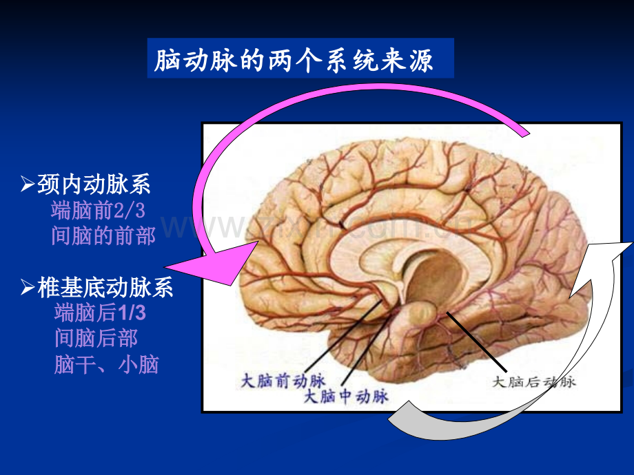 颅内和椎管内血管性疾病.ppt_第3页