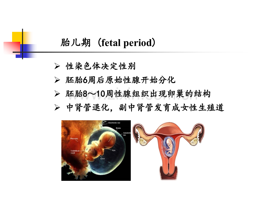 女性内分泌激素基础知识.ppt_第3页