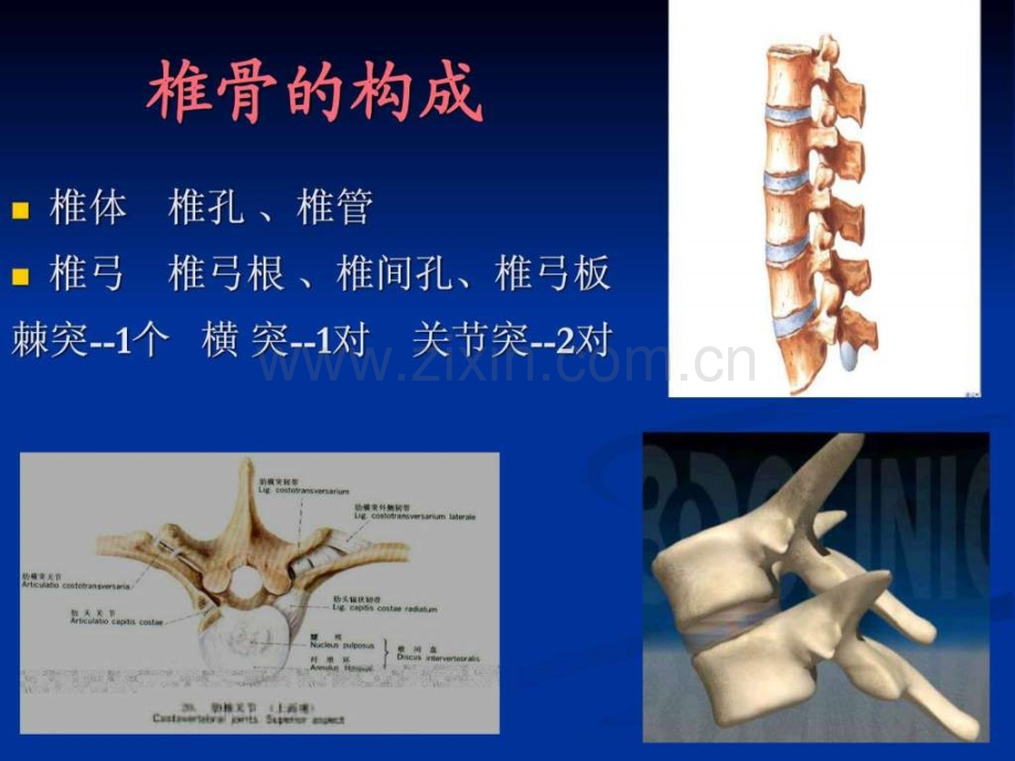 L1椎体爆裂骨折的.pptx_第2页