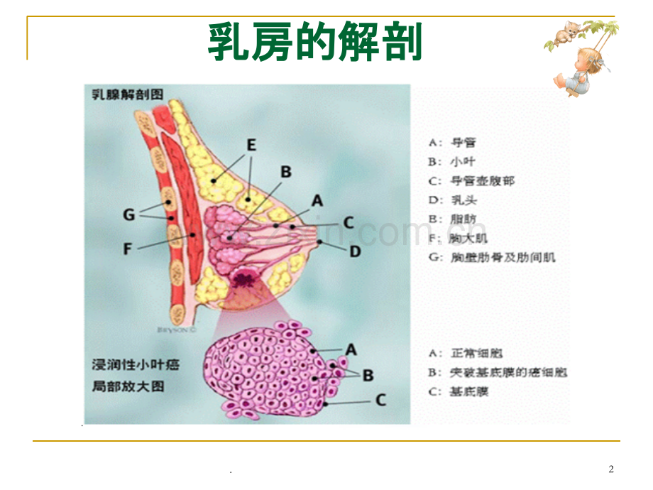 乳腺科乳腺癌专科知识讲座.ppt_第2页