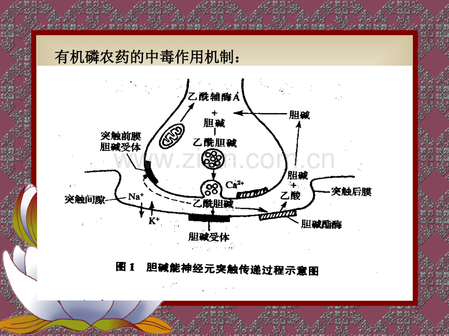 急性有机磷中毒的诊断及治疗.pptx_第2页