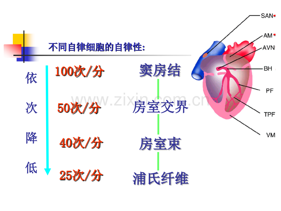 第4章-血液循环-心肌细胞生理特性.ppt_第3页