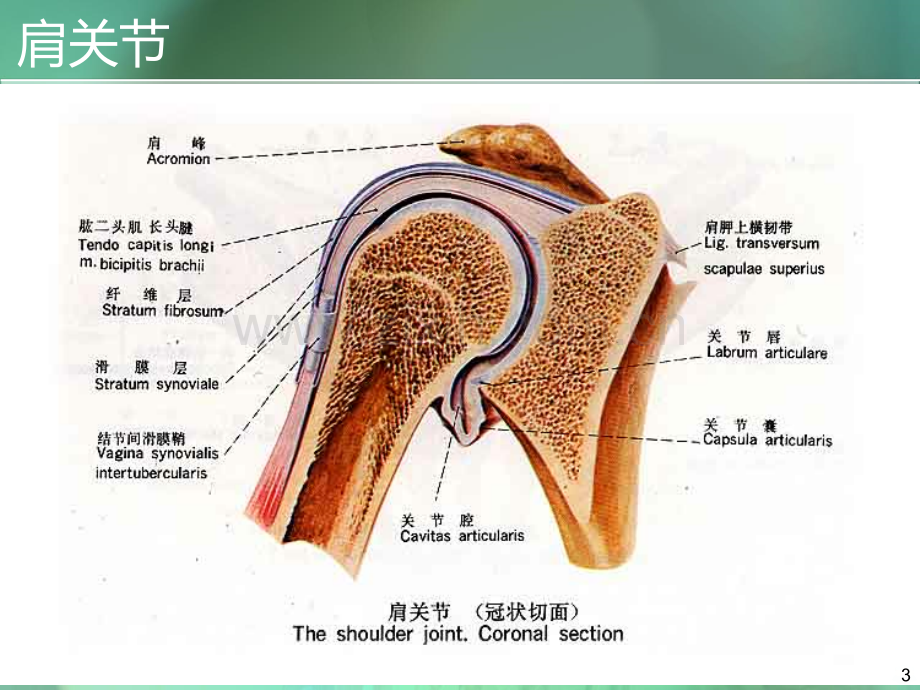 针刺肩痛穴治疗肩周炎技术.ppt_第3页