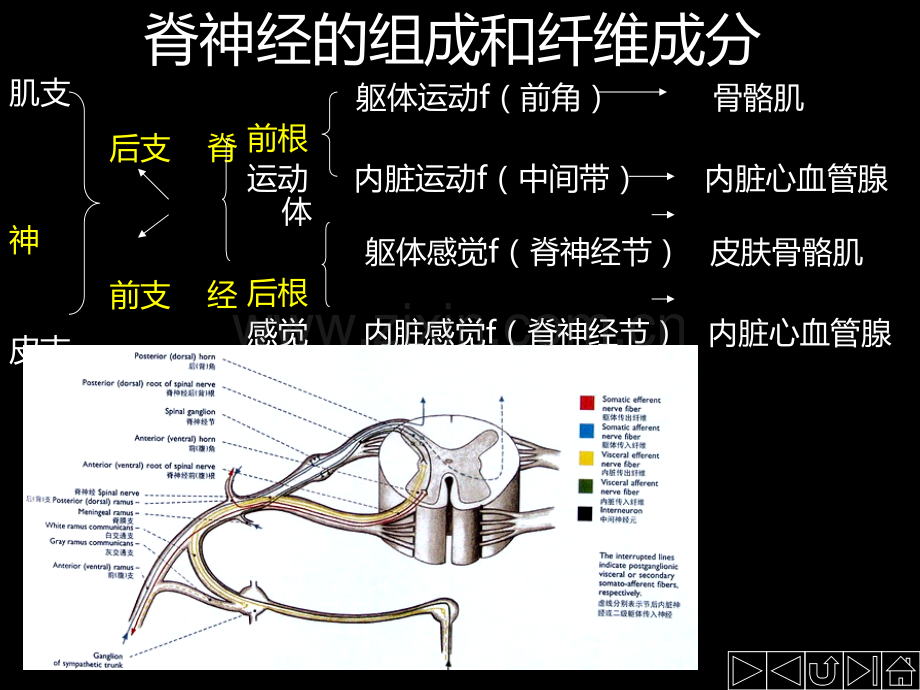 脊神经支配.ppt_第2页