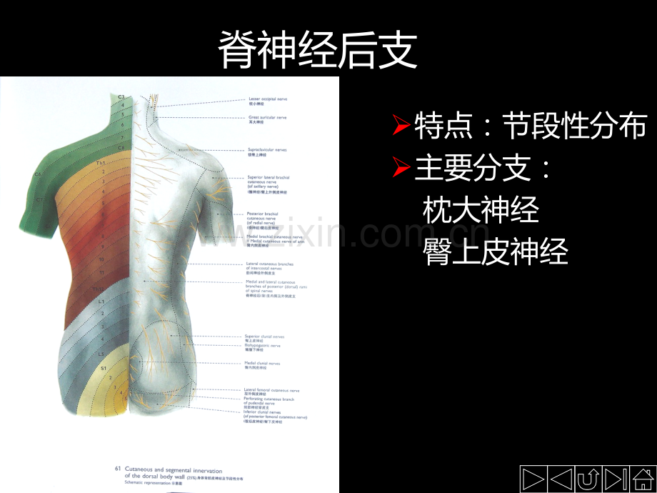 脊神经支配.ppt_第3页