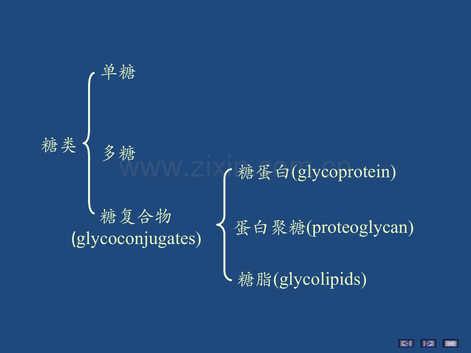 第八版生物化学与分子生物学聚糖的结构与功能.ppt_第3页