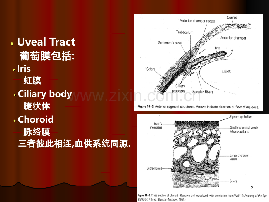 精选葡萄膜病资料.ppt_第2页