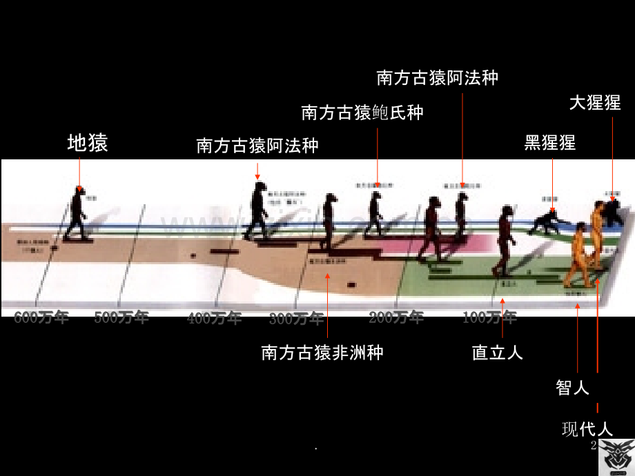 进化生物学现代人种的进化.ppt_第2页