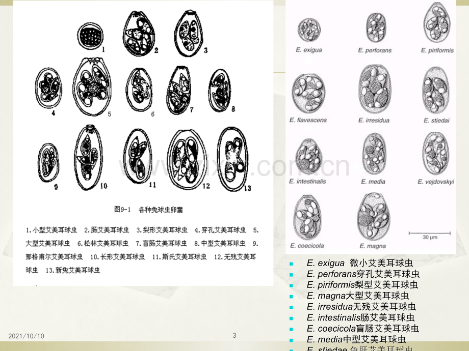 球虫概述和常见球虫病详细内容.ppt_第3页