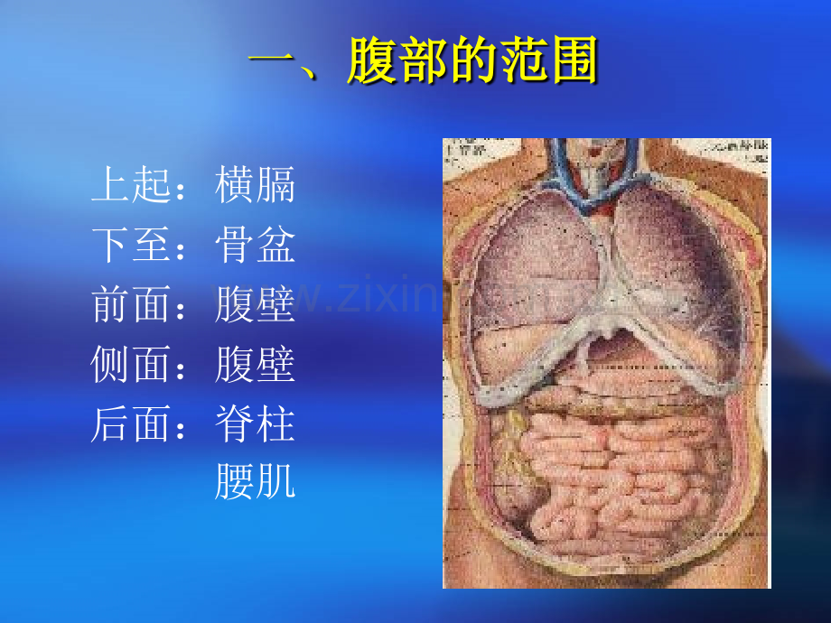 《腹部检查学时》.ppt_第3页