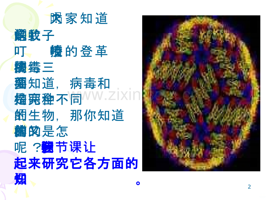 讲人教版八级上册生物细菌.pptx_第2页