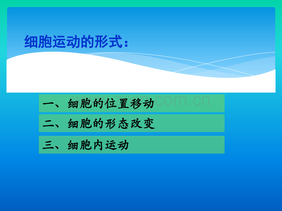 医学细胞生物学-细胞的运动.ppt_第3页